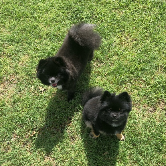 Meet your Posher, theQueenAnt - Picture 7 of 7